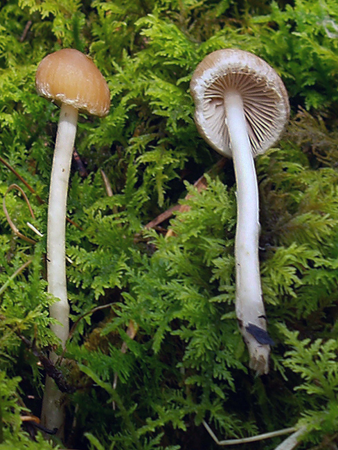 drobuľka Psathyrella sp.