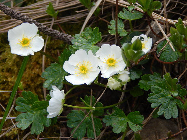 iskerník alpínsky Ranunculus alpestris L.