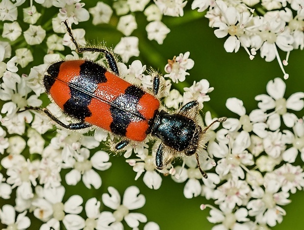 pestroš včelí Trichodes apiarius