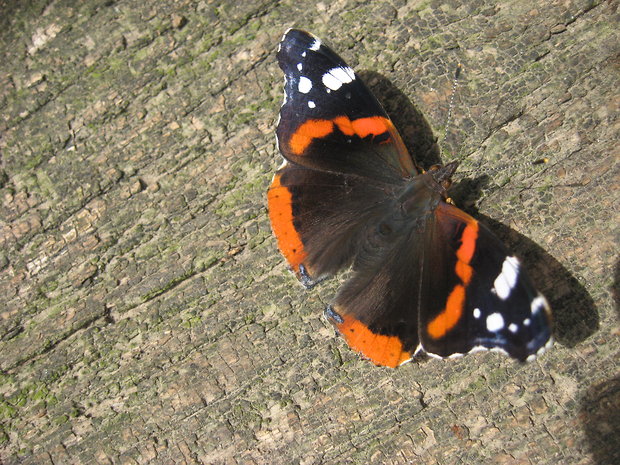 babôčka admirál Vanessa atalanta