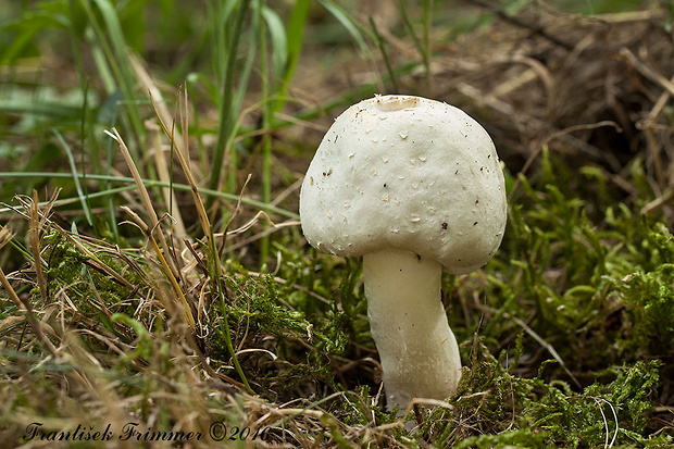 pečiarka Agaricus sp.