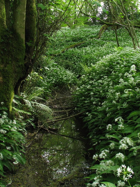 prirodzený cesnakový podrast na Argos Hill III. Allium ursinum L.