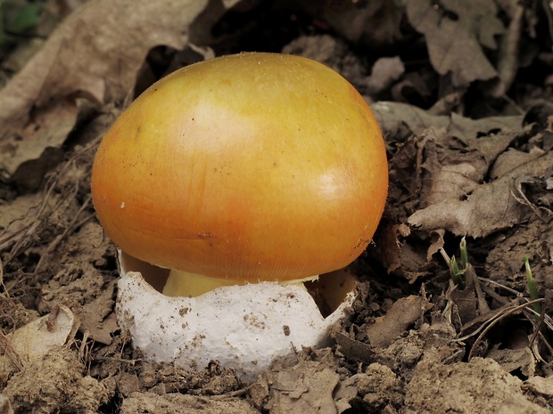 muchotrávka cisárska Amanita caesarea (Scop.) Pers.