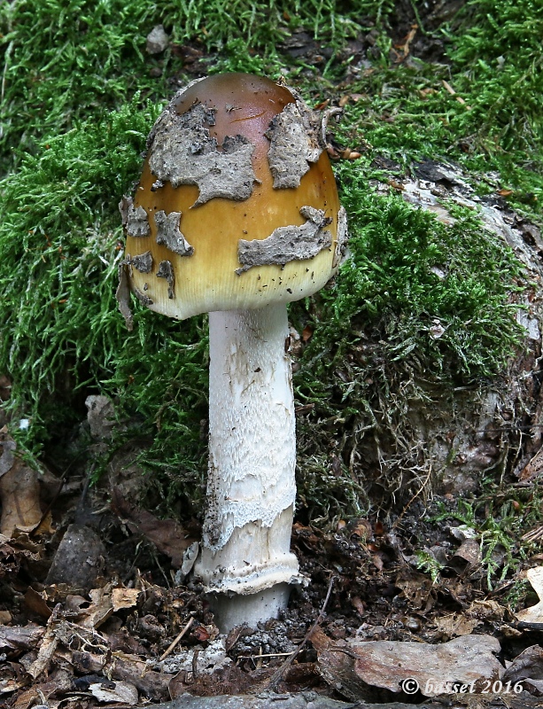 muchotrávka chrastavá Amanita ceciliae (Berk. & Broome) Bas