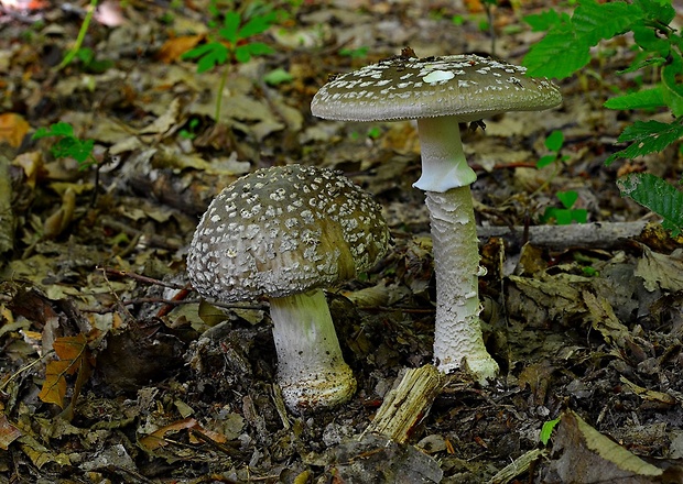 muchotrávka hrubá Amanita excelsa (Fr.) Bertill.