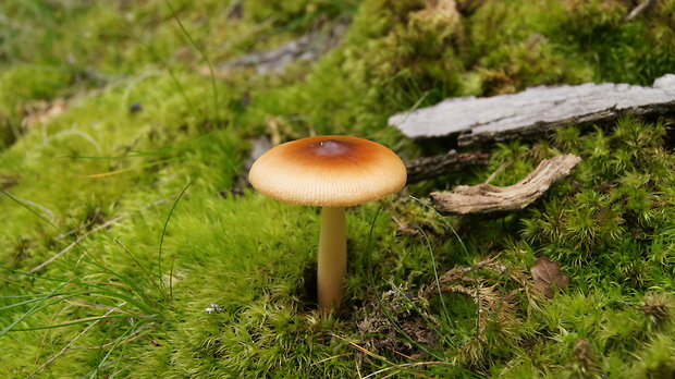 muchotrávka plavohnedá Amanita fulva Fr.