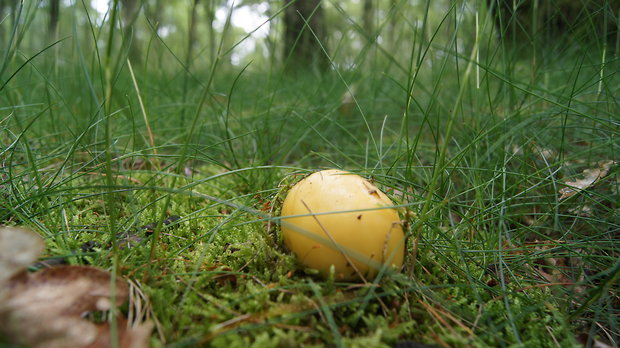 muchotrávka slamovožltá Amanita gemmata (Fr.) Bertill.