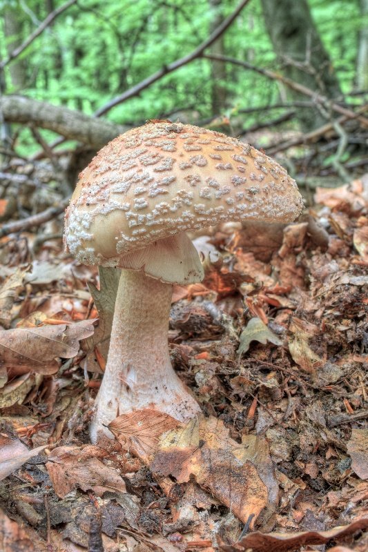 muchotrávka červenkastá Amanita rubescens Pers.