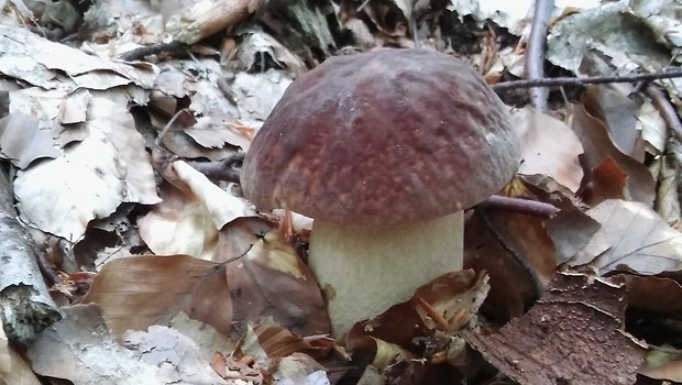 hríb sosnový Boletus pinophilus Pil. et Dermek in Pil.