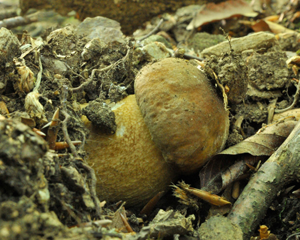 hríb dubový Boletus reticulatus Schaeff.