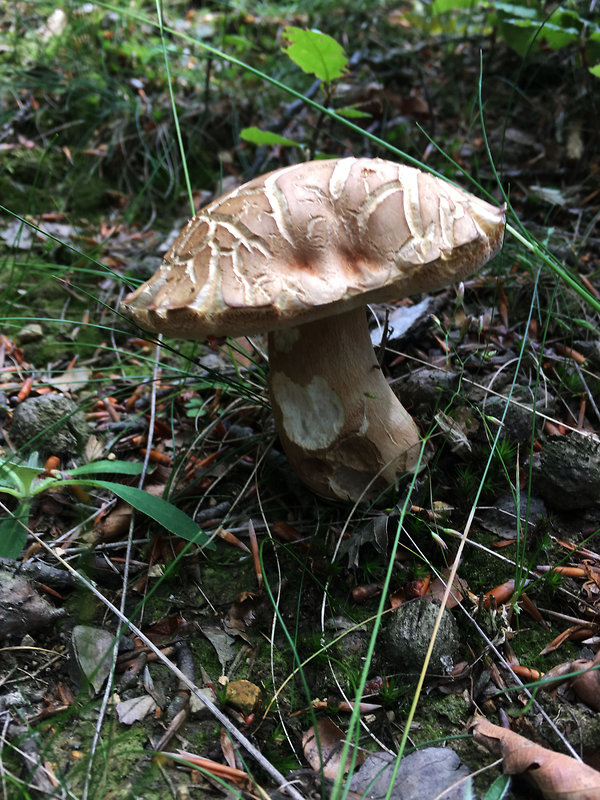 hríb dubový Boletus reticulatus Schaeff.