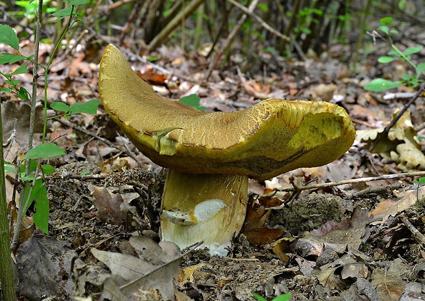 hríb dubový Boletus reticulatus Schaeff.