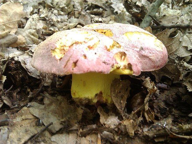 hríb kráľovský Butyriboletus regius (Krombh.) D. Arora & J.L. Frank