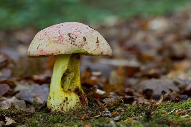 hríb kráľovský Butyriboletus regius (Krombh.) D. Arora & J.L. Frank