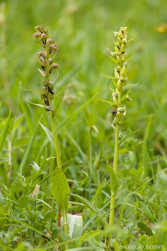 vstavačovec zelený Dactylorhiza viridis (L.) A.M. Bateman, A.M. Pridgeon &amp; M. Chase