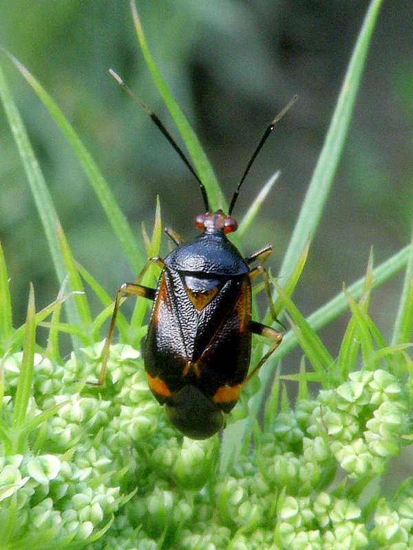 bzdôška premenlivá Deraeocoris ruber