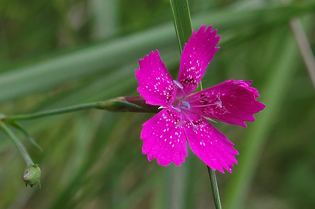 klinček slzičkový Dianthus deltoides L.