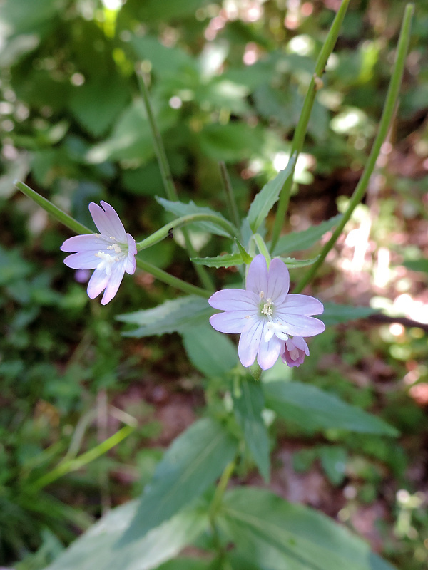 vŕbovka žliazkatá Epilobium ciliatum Raf.