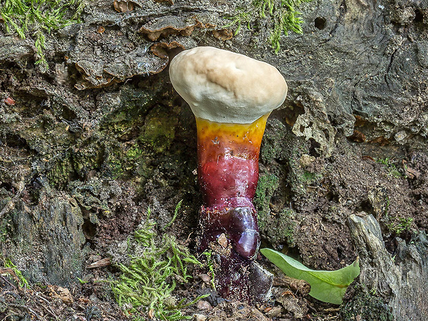 lesklokôrovka obyčajná Ganoderma lucidum (Curtis) P. Karst.