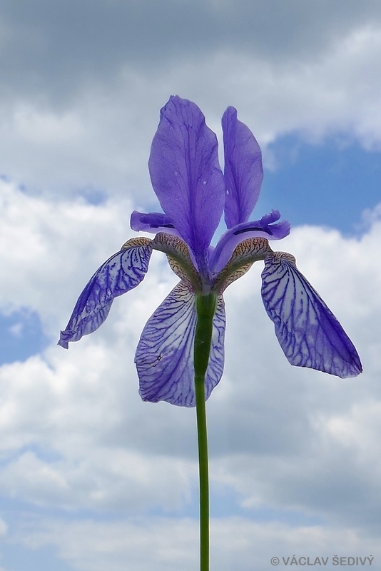 kosatec sibírsky Iris sibirica L.