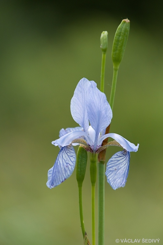 kosatec sibírsky Iris sibirica L.