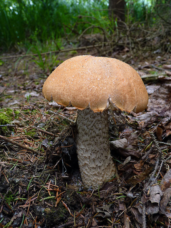 kozák osikový Leccinum albostipitatum den Bakker & Noordel.