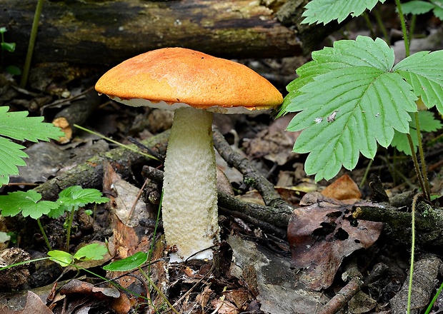 kozák osikový Leccinum albostipitatum den Bakker & Noordel.