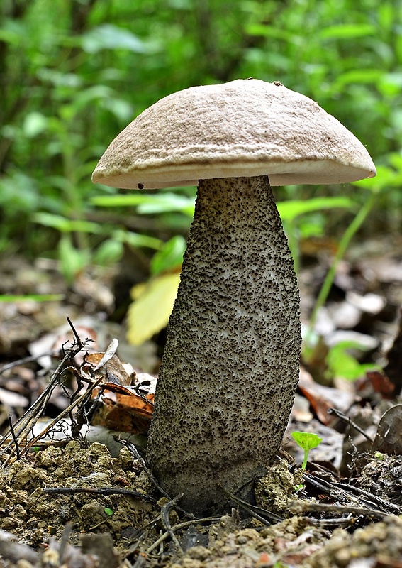 kozák topoľový Leccinum duriusculum (Schulzer ex Kalchbr.) Singer