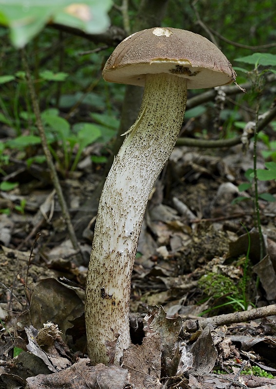 kozák topoľový Leccinum duriusculum (Schulzer ex Kalchbr.) Singer