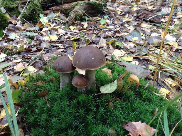 kozák hrabový Leccinum pseudoscabrum (Kallenb.) Šutara