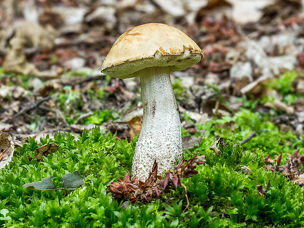 kozák hrabový Leccinum pseudoscabrum (Kallenb.) Šutara