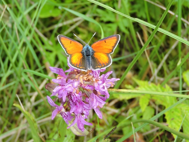 ohniváčik štiavový Licaena hippothoe