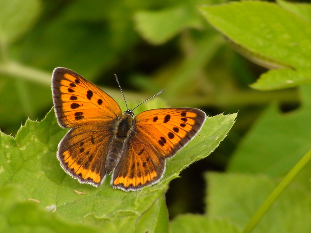 ohniváčik veľký Lycaena dispar Haworth, 1802