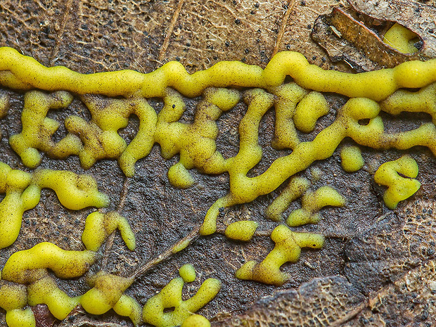 slizovka Myxomycetes