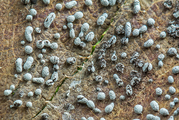 slizovka Myxomycetes