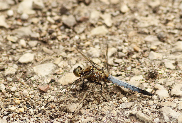 vážka rybničná Orthetrum cancellatum