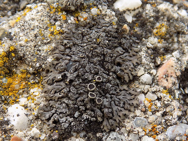 fyscia černastá Phaeophyscia nigricans (Flörke) Moberg