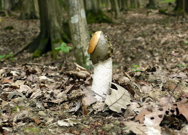 hadovka smradľavá Phallus impudicus L.