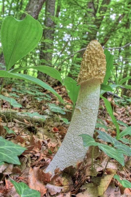 hadovka smradľavá Phallus impudicus L.