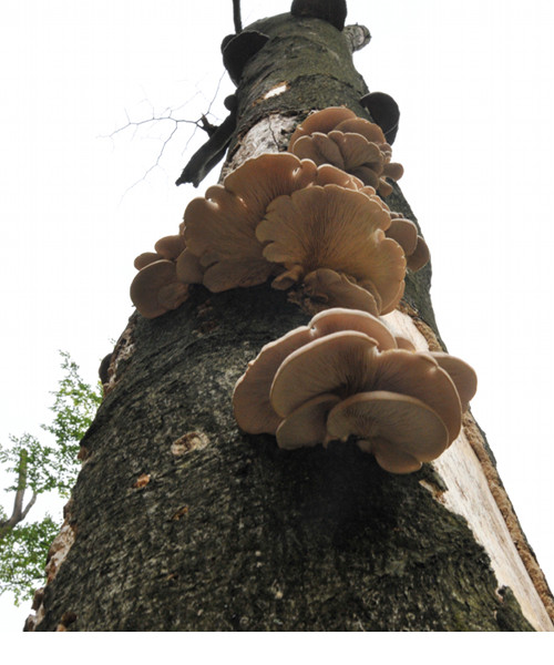 hliva buková Pleurotus pulmonarius (Fr.) Quél.