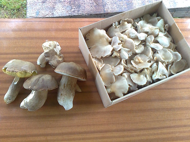 hliva buková Pleurotus pulmonarius (Fr.) Quél.