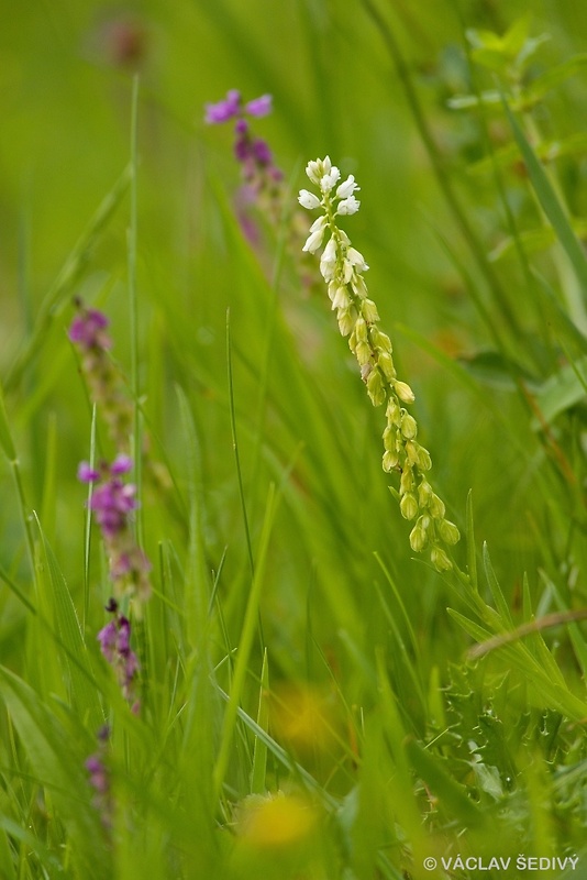 horčinka chochlatá Polygala comosa