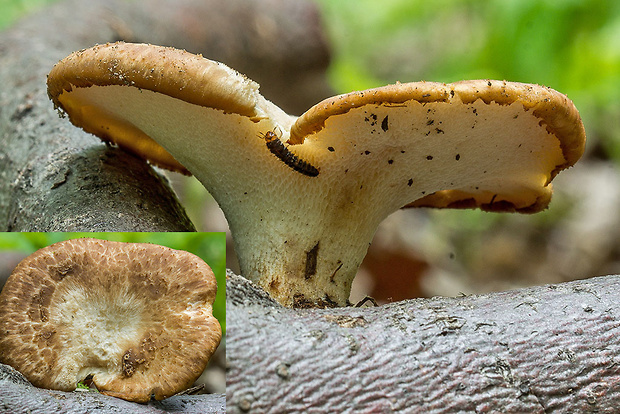 trúdnik hľuzovitý Polyporus cf. tuberaster (Jacq. ex Pers.) Fr.