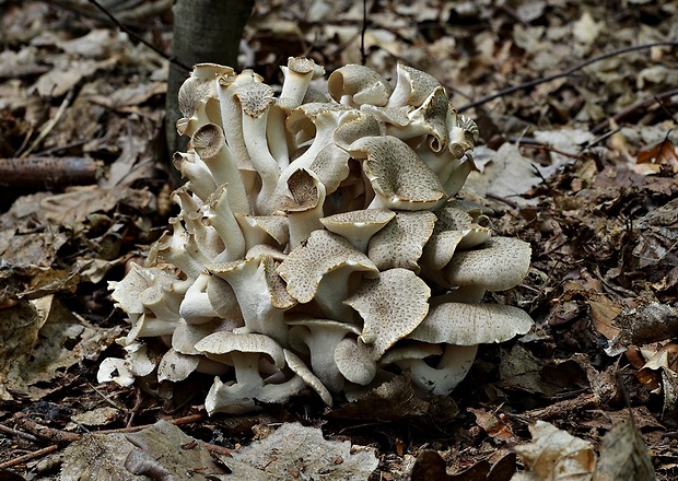 trúdnik klobúčkatý Polyporus umbellatus (Pers.) Fr.