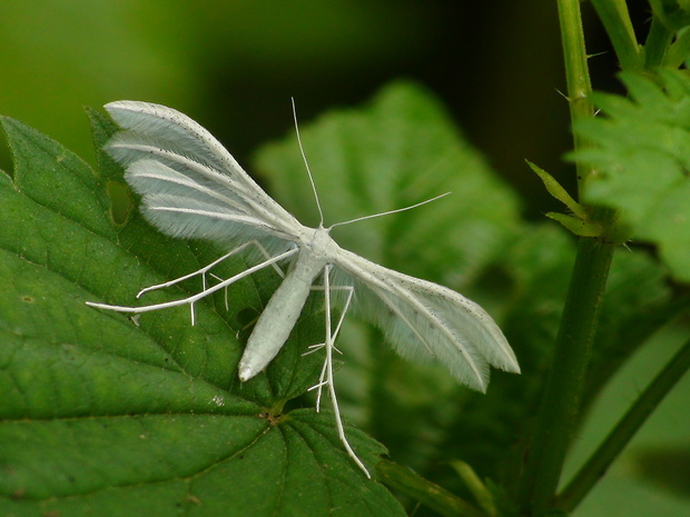 pierkavec povojový Pterophorus pentadactyla Linnaeus, 1758