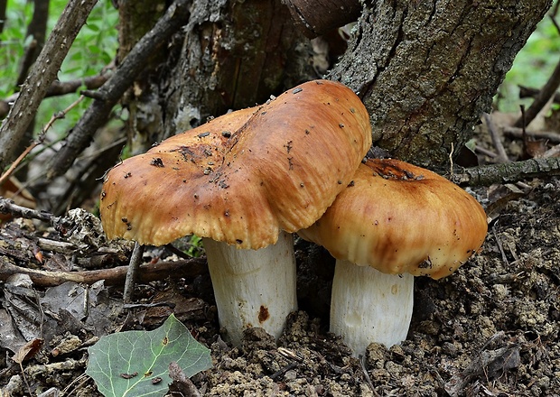 plávka smradľavá Russula foetens Pers.