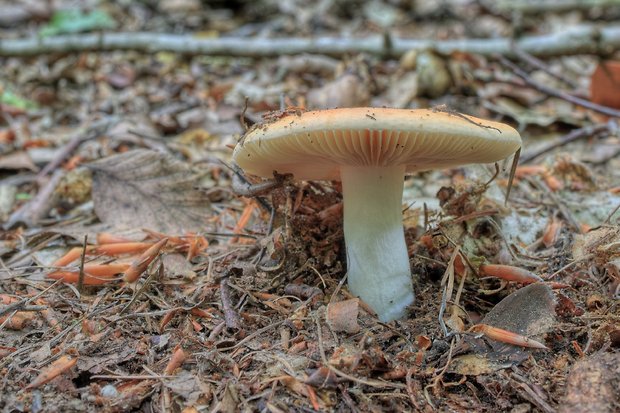 plávka Russula sp.