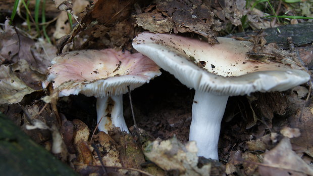 plávka Russula sp.