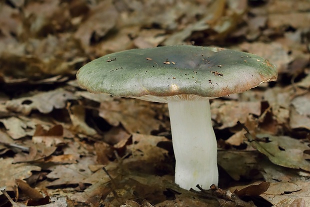 plávka mútnočervená Russula vinososordida Ruots. & Vauras