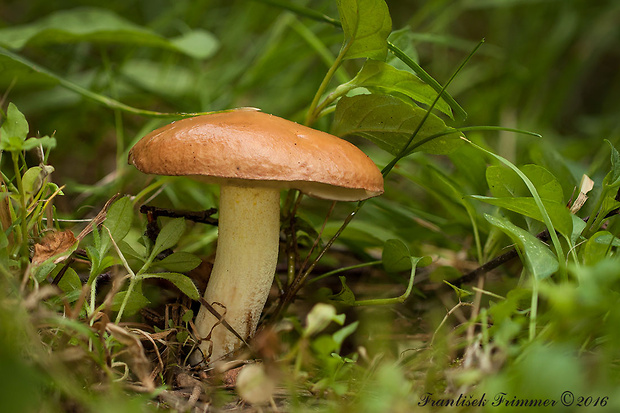 masliak zrnitý Suillus granulatus (L.) Roussel